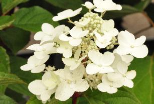 HydrangeapaniculataWimsred