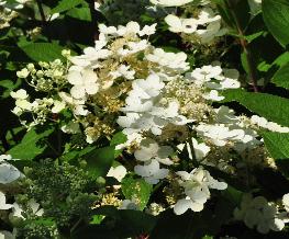 HydrangeapaniculataEarlySensation