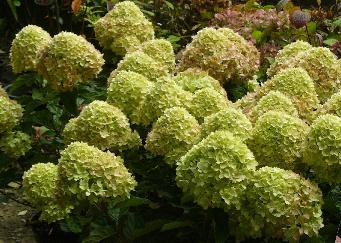 HydrangeapaniculataLittleLimesynJane4