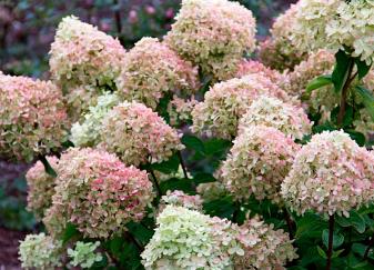 HydrangeapaniculataLittleLime