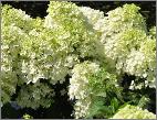 HydrangeapaniculataBobovn