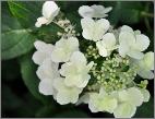 HydrangeapaniculataDartslittleDot