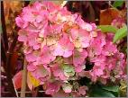 HydrangeapaniculataSundaeFraise2