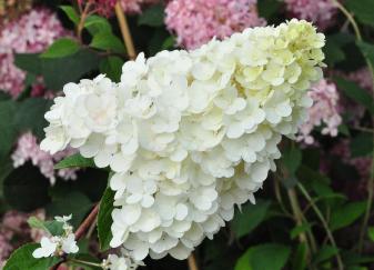 HydrangeapaniculataSundaeFraiseyoungflower