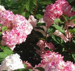 HydrangeapaniculataVanilleFraiseverkleuringherfst
