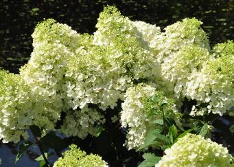 Hydrangea paniculata 'Bobo' vn