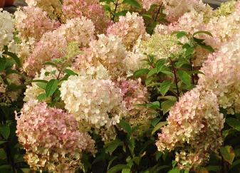 Hydrangea paniculata 'Bobo' 4