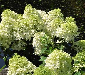 HydrangeapaniculataBobovn