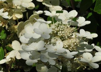 Hydrangea paniculata 'Early Sensation' 2