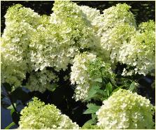 HydrangeapaniculataBobovn