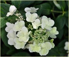 HydrangeapaniculataDARTSLITTLEDOT