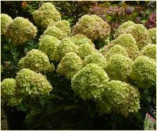 HydrangeapaniculataLittleLimesynJane4