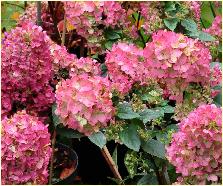 HydrangeapaniculataSundaeFraise2