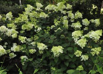 HydrangeapaniculuaSIlverDollar