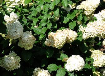 HydrangeapaniculataSilverDollar15sept