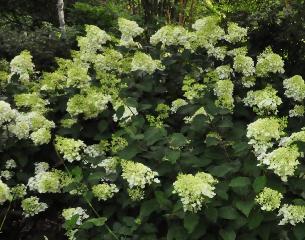 HydrangeapaniculuaSIlverDollar