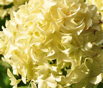 Hydrangea paniculata 'Unique'closeup2