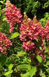 HydrangeapaniculataPinkyWinkyrodeherfstkleurenvnverticalefoto