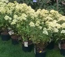 HydrangeapaniculataLittleLimeenco