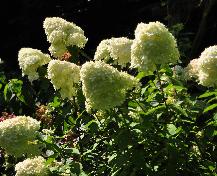 HydrangeapaniculataLIMELIGHTTUIN