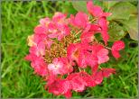 HydrangeapaniculataDiamantRougeroodkleuring