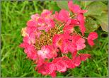 HydrangeapaniculataDiamantRougeroodkleuring