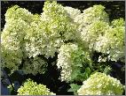 HydrangeapaniculataBobovn