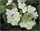 HydrangeapaniculataDartslittleDot