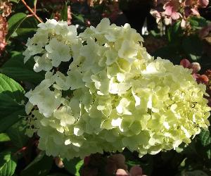 HydrangeapaniculataDiamantinoBloem