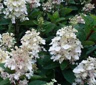 Hydrangea_macrophylla_'Soeur_Therese'_bloei_juli-vnnn