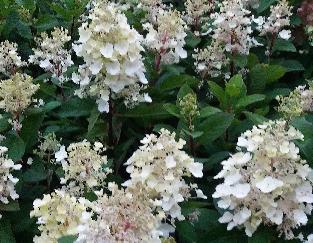 HydrangeapaniculataBabyLaceLr