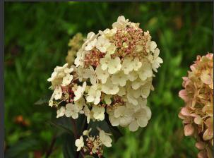 HydrangeapaniculataFramboisine