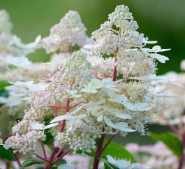 HydrangeapaniculataEarlyHarry