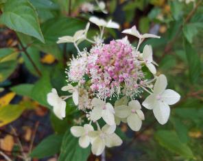 HydrangeapaniculataConfetticloseup