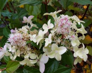 HydrangeapaniculataConfetti