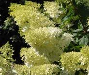 HydrangeapaniculataPhantomglobalpicaugustVNN