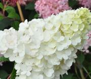 HydrangeapaniculataSundaeFraiseyoungflower