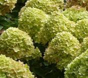 HydrangeapaniculataLittleLimesynJane4