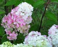 HydrangeapaniculataFraiseMelbaverkleuringvnn