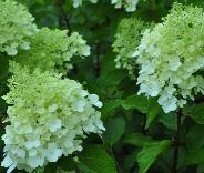 HydrangeapaniculataPolarBearcloseupyoungFlowers