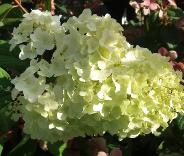 HydrangeapaniculataDiamantinoBloem