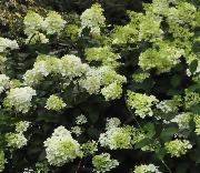 HydrangeapaniculuaSIlverDollar