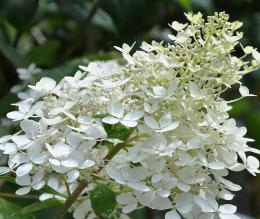 HydrangeapaniculatKyushujuli