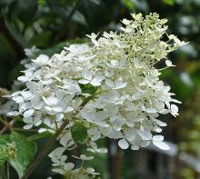 HydrangeapaniculatKyushujuli