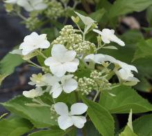 HydrangeapaniculataLevana3