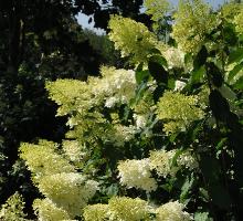 HydrangeapaniculataPhantomglobalpicaugustVNN