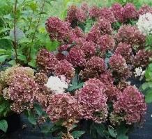 HydrangeapaniculataWhiteDiamondsherfstverkleuring