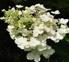 HydrangeapaniculataUniquecloseup2