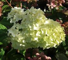 HydrangeapaniculataDiamantinoBloem