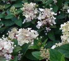 HydrangeapaniculataBabyLaceLr